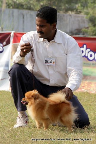 ex-4,pomeranian,sw-97,, Kanpur Dog Show 2013, DogSpot.in