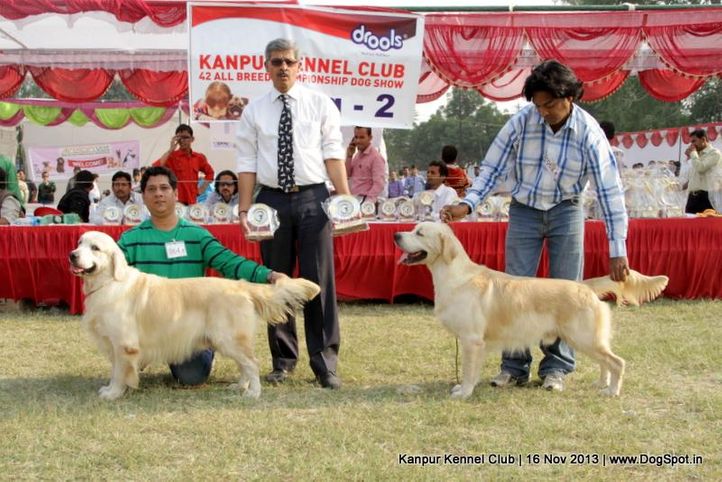 bob,ex-62,ex-64,golden retriever,rbob,sw-97,, Kanpur Dog Show 2013, DogSpot.in