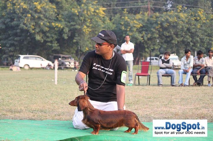 dachshund,sw-7,, Kanpur Dog Show, DogSpot.in