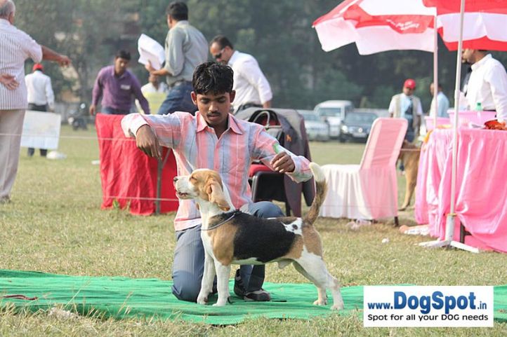 beagle,sw-7,, Kanpur Dog Show, DogSpot.in