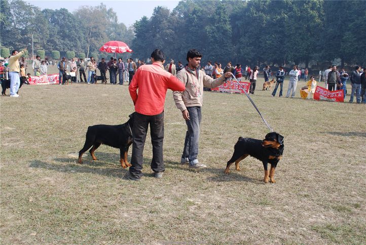 rottweiler,, Kanpur January 2009, DogSpot.in