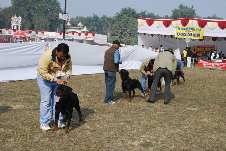 rottweiler,, Kanpur January 2009, DogSpot.in