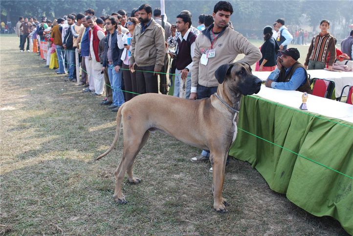 Great Dane,, Kanpur January 2009, DogSpot.in