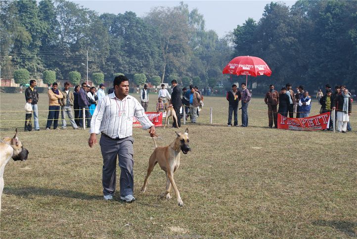Great Dane,, Kanpur January 2009, DogSpot.in