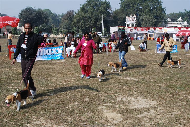 beagle,, Kanpur January 2009, DogSpot.in