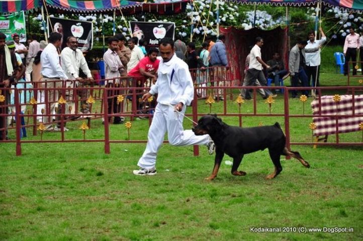rottweiler,, Kodaikanal Dog Show 2010, DogSpot.in