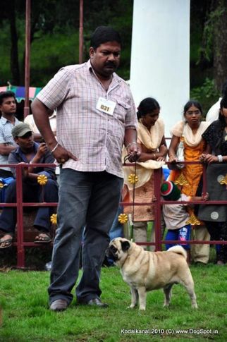 pug,, Kodaikanal Dog Show 2010, DogSpot.in