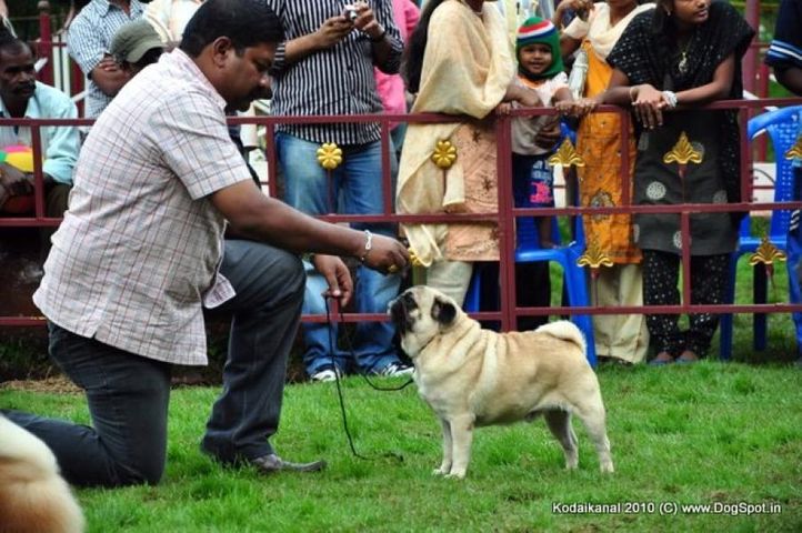 pug,, Kodaikanal Dog Show 2010, DogSpot.in