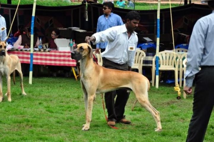 great dane,, Kodaikanal Dog Show 2010, DogSpot.in