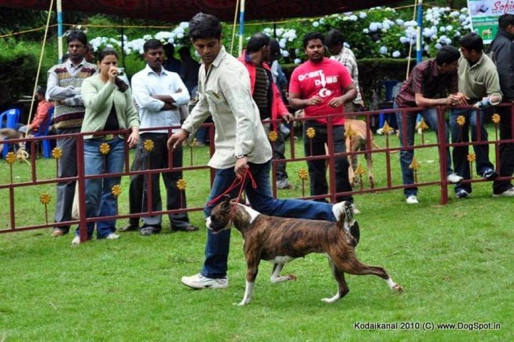 boxer,, Kodaikanal Dog Show 2010, DogSpot.in