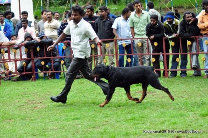 rottweiler,, Kodaikanal Dog Show 2010, DogSpot.in
