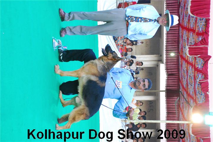 alsatian,gsd,, Kolhapur 2009, DogSpot.in