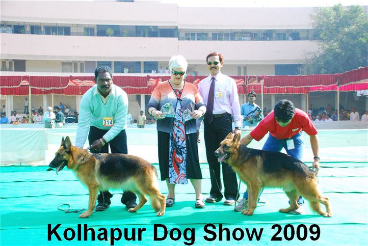 alsatian,gsd,, Kolhapur 2009, DogSpot.in