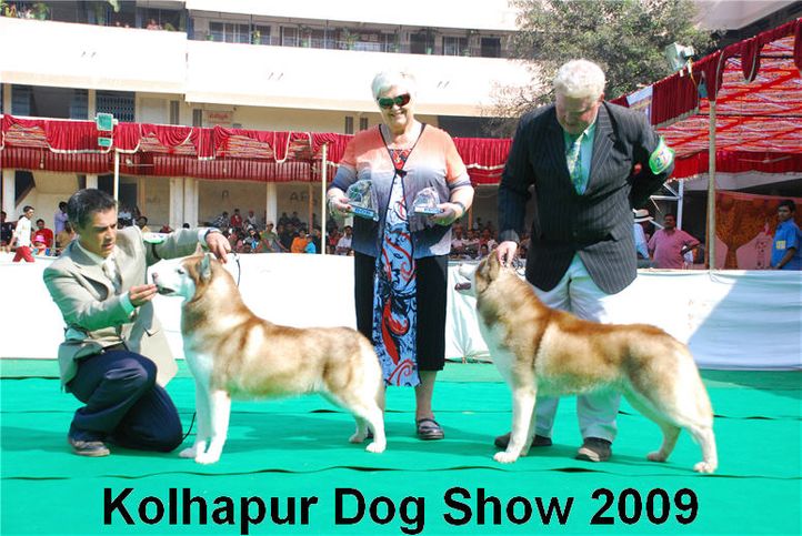 huskie,siberian huskie,, Kolhapur 2009, DogSpot.in