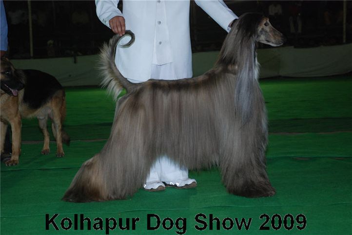 Afghan,, Kolhapur 2009, DogSpot.in