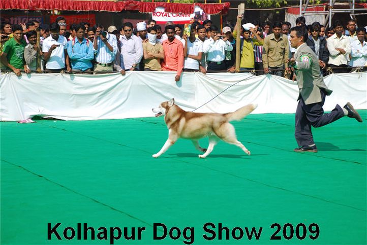 huskie,siberian huskie,, Kolhapur 2009, DogSpot.in