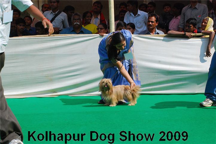 Lhasa Apso,, Kolhapur 2009, DogSpot.in