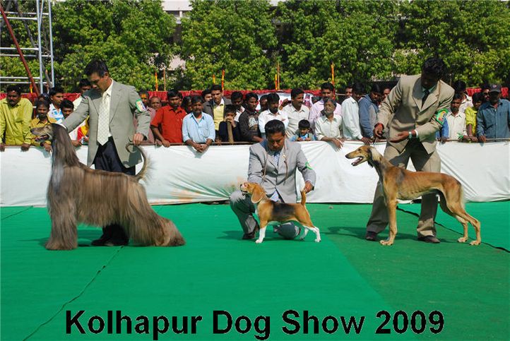 group judging,, Kolhapur 2009, DogSpot.in