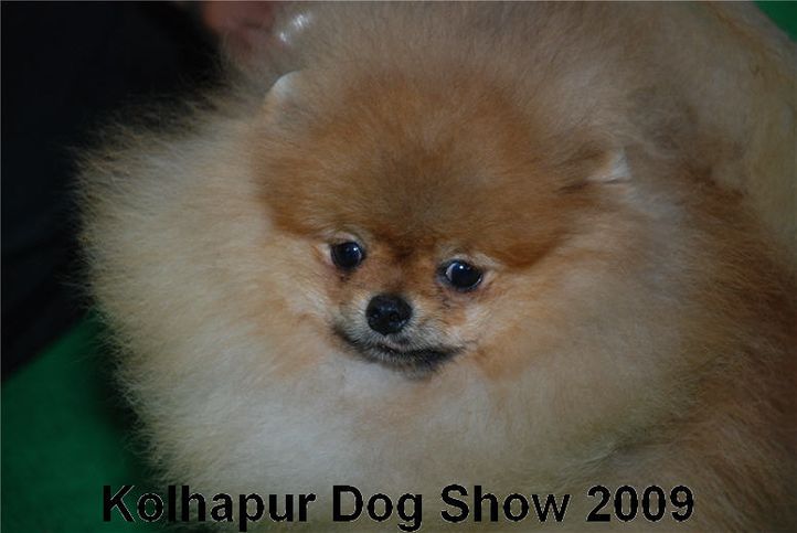 pom,, Kolhapur 2009, DogSpot.in