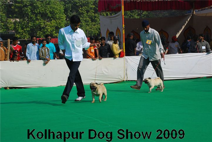 pug,, Kolhapur 2009, DogSpot.in