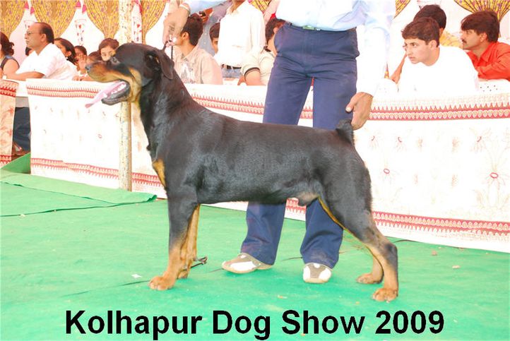 Rottweiler,, Kolhapur 2009, DogSpot.in