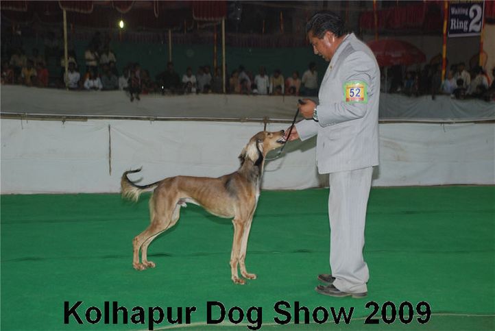 saluki,, Kolhapur 2009, DogSpot.in