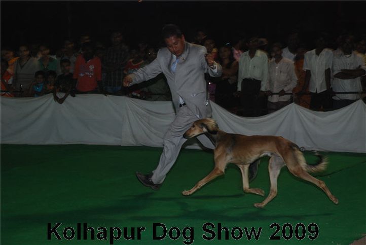 saluki,, Kolhapur 2009, DogSpot.in