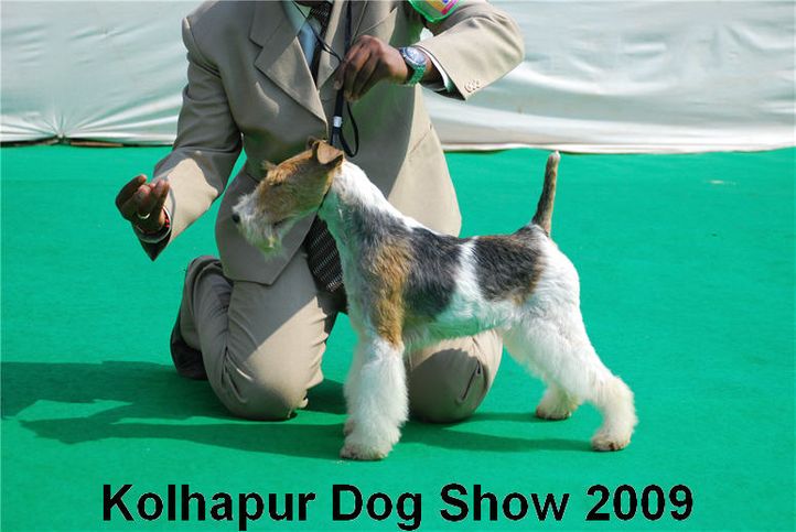Terrier,, Kolhapur 2009, DogSpot.in