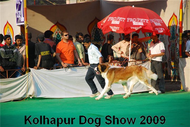 st bernard,, Kolhapur 2009, DogSpot.in