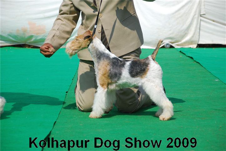 Terrier,, Kolhapur 2009, DogSpot.in