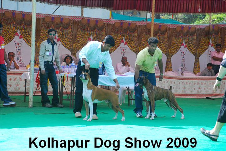 boxer,, Kolhapur 2009, DogSpot.in