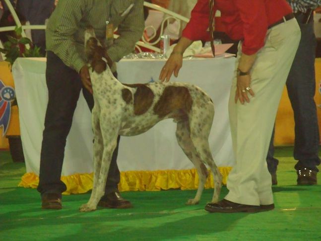 kolhapur dog show 2012, Kolhapur Dog Show 2012, DogSpot.in