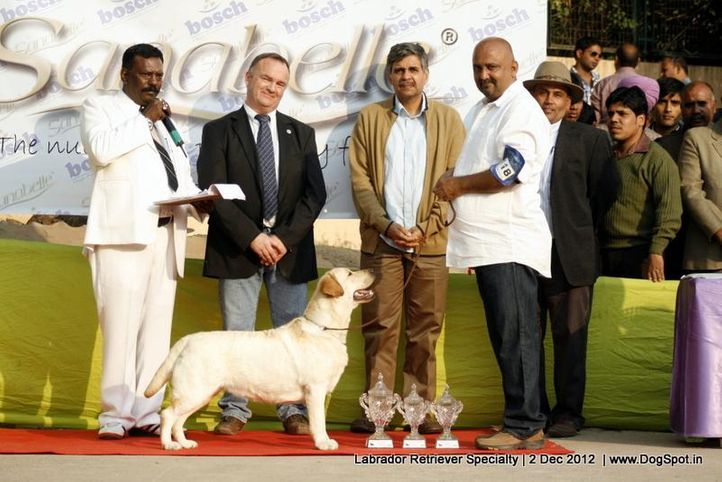 labrador retriever,,  Labrador Retriever Specialty Dog Show New Delhi, DogSpot.in