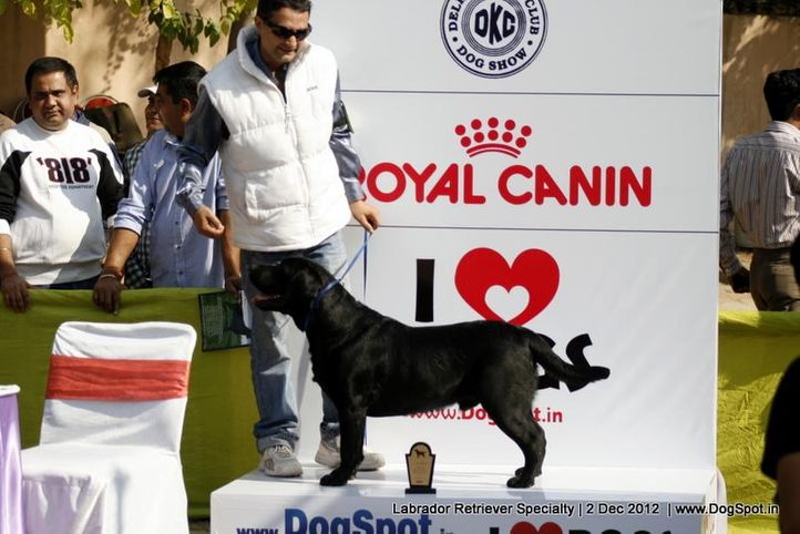 labrador retriever,,  Labrador Retriever Specialty Dog Show New Delhi, DogSpot.in