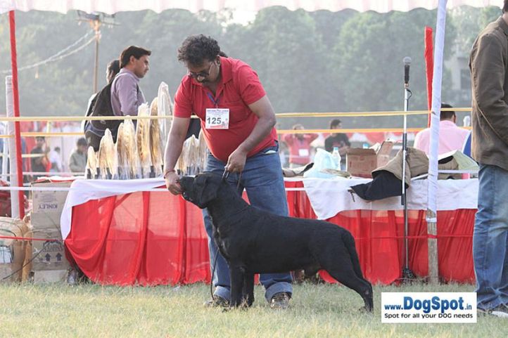 sw-8, ex-125,lab,, Lucknow Dog Show 2010, DogSpot.in
