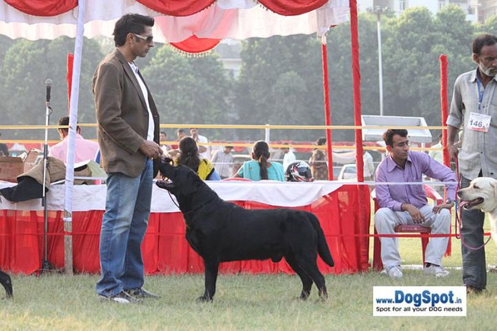 sw-8, lab,, Lucknow Dog Show 2010, DogSpot.in