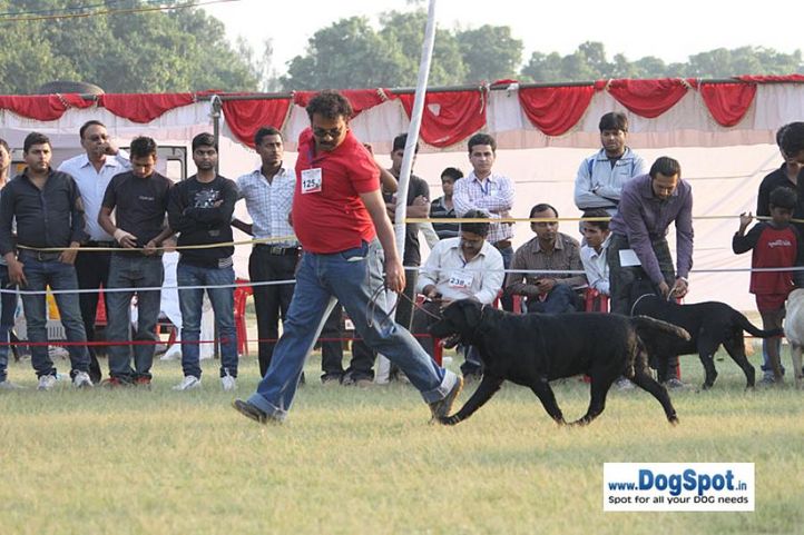 sw-8, ex-125,lab,, Lucknow Dog Show 2010, DogSpot.in