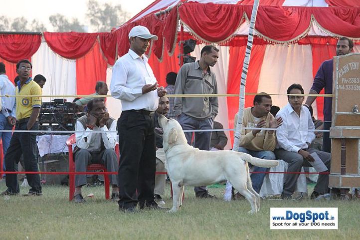 sw-8, lab, Lucknow Dog Show 2010, DogSpot.in