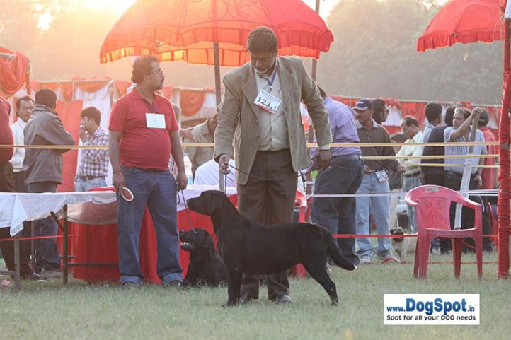 sw-8, ex-123,lab,, Lucknow Dog Show 2010, DogSpot.in