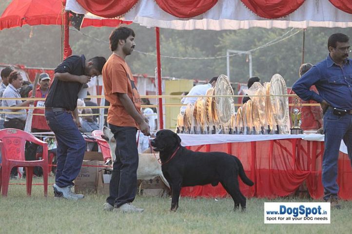 sw-8, lab,, Lucknow Dog Show 2010, DogSpot.in