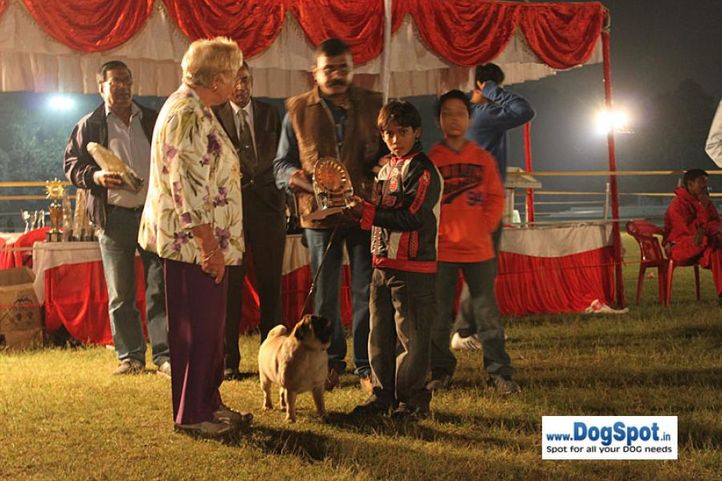 sw-8, lucknow dog show 2010, Lucknow Dog Show 2010, DogSpot.in