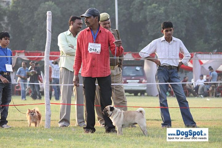 sw-8, ex-342,pug,, Lucknow Dog Show 2010, DogSpot.in
