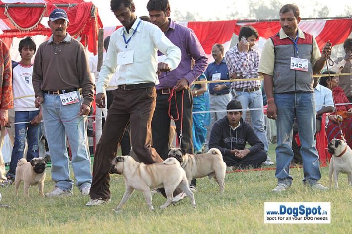 sw-8, lucknow dog show 2010, Lucknow Dog Show 2010, DogSpot.in