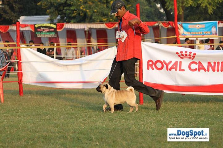 sw-8, pug,, Lucknow Dog Show 2010, DogSpot.in