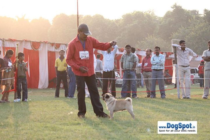 sw-8, pug,, Lucknow Dog Show 2010, DogSpot.in