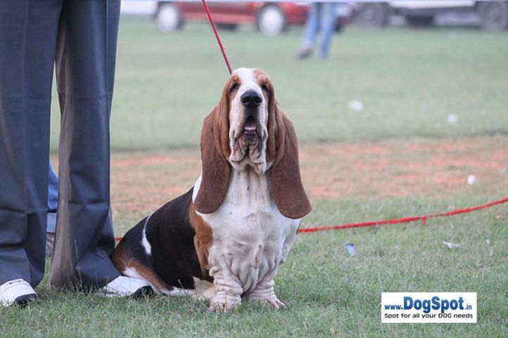 sw-8, basset,ex-52,, LASTELL'S I AM GOING TO GET YOU, Basset Hound, DogSpot.in