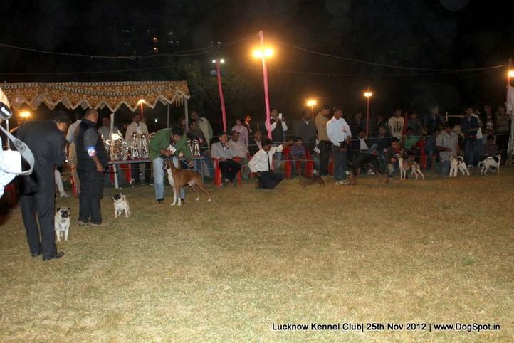 line up,sw-71,, Lucknow Dog Show 2012, DogSpot.in