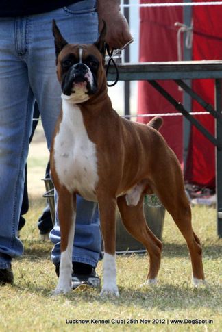 boxer,ex-246,sw-71,, Lucknow Dog Show 2012, DogSpot.in