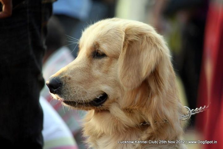 golden retriever,sw-71,, Lucknow Dog Show 2012, DogSpot.in