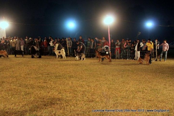 line up,sw-71,, Lucknow Dog Show 2012, DogSpot.in